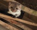Bild: Philipp Schulze/dpa/dpa-tmn
Überraschung: Die Feuerwehr rettete keine Katze, sondern ein Marderbaby. (Symbolbild)