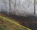 Bild: ga
Das Feuer breitete sich auf einer Hanglage in einem Waldgebiet zwischen Schwarzach und Altendorf aus.