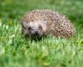Bild: Armin Weigel/dpa
Der Igel ist zwar weit verbreitet, seine Bestände gehen aber zurück. (Archivbild)