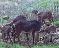 Bild: ge
Würde sich der Wolf hier ansiedeln, wären die Mufflons wohl als erste von der Bildfläche verschwunden.