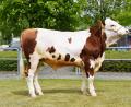 Bild: RZO/Steiner
Der Körkommission wurden im Mai nur zwei Bullen vorgestellt, von denen ein Stier an eine Station vermittelt wurde.