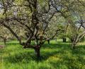 Symbolbild: Jörg Halisch/dpa
Das Projekt „Mein Baum“ ermöglicht es Bürgern im Landkreis Schwandorf, Bäume in Städten und Dörfern über eine App zu erfassen.