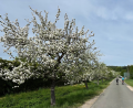 Bild: Reinhold Kumeth, OGV Pfreimd e.V.
Der Obst- und Gartenbauverein Pfreimd e. V. plant im Rahmen des Projekts „Regionale Wertschöpfung und Umweltbildung im Einklang“ die Umstrukturierung seiner Anlage.