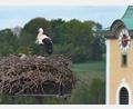 Screenshot: worldcam.eu
Vierfacher Nachwuchs in Neustadt/WN. Im Nest auf dem Landratsamt können derzeit gleich vier Storchenküken beobachtet werden.