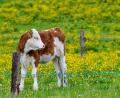 Bild: Peter Kneffel/dpa
Nach einer kurzen Pause kehrt in Bayern der Frühling zurück. (Archivbild)