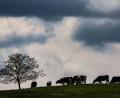 Bild: Oliver Berg/dpa
Zwischen dem Alpenrand und der Lausitz werden laut DWD am Montag teils starke Gewitter erwartet. (Archivbild)