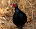 Bild: Jon A. Juarez/Tierpark Berlin/dpa
Vietnamesische Fasane gehören zu den seltensten Vogelarten der Welt.