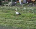 Symbolbild: ak
Ein verletzter Storch wurde auf dem ehemaligen Schmidt-Bräu-Gelände entdeckt und in die Obhut des Landesbundes für Vogelschutz übergeben.