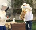 Bild: Karoline Gajeck-Scheuck
Stadtwerke Amberg-Imker bei der Arbeit mit den SWAmbies – die Bienenvölker im Bereich des Stadtwerke Amberg-Geländes, neben der Feuerwehr Amberg, sind gut für das Landesgartenschaugelände und die Kleingartenanlage nebenan.