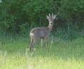 Bild: Norbert Wittl
Dieses Bild von einem Maibock hat Jagdpächter Norbert Wittl bei einem Streifzug durch sein Revier bei Hohenfels gemacht.