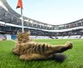 Bild: Robert Michael/dpa
Katzenwäsche vor dem Finale