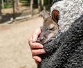 Bild: Armin Weigel/dpa
Känguru Elli schaut aus dem Pulli von Tierpark-Chefin Nicole Hoffmeister. Sie zieht das verwaiste Jungtier groß.