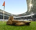 Bild: Robert Michael/dpa
Am Rande des Abschlusstrainings machte es sich eine Katze am Spielfeldrand bequem.