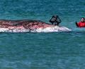Bild: Marcus Golejewski/dpa
Der Buckelwal vor der dänischen Insel Anholt soll auf das Festland gezogen werden. (Archivbild)