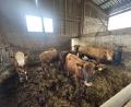 Bild: Sebastian Dimper
Von den insgesamt 26 Jungbullen, die am 15. Mai von einer Weide zwischen Kastl und Troglau entlaufen sind, konnten bisher nur diese sechs Tiere wieder eingefangen werden. Sie sind aktuell in ihrem Stall untergebracht.