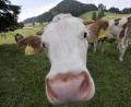 Symbolbild: Frank Leonhardt/dpa
Ein Rind auf einer Alm in Oberbayern. In der Oberpfalz sind jetzt 20 seiner Artgenossen ausgebüxt.