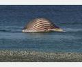 Bild: -/News5/dpa
Der tote Buckelwal liegt aufgebläht vor der dänischen Insel Anholt