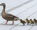 Symbolbild: Federico Gambarini/dpa
Ein tierisches Pärchen sorgt im morgendlichen Berufsverkehr für Blechschäden und einen Verletzten.