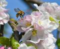 Bild: Patrick Pleul/dpa/ZB
Ohne Bienen und andere Insekten würden viele heimische Obst- und Gemüsearten keine Nahrungsmittel mehr liefern. (Archivbild)