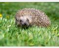 Symbolbild: Armin Weigel/dpa
Mähroboter erleichtern die Gartenarbeit, bergen aber Gefahren für nachtaktive Igel. Die Stadt Weiden setzt auf Aufklärung statt Verbot.