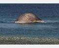 Bild: -/News5/dpa
Der tote Buckelwal liegt aufgebläht vor der dänischen Insel Anholt.
