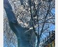 Bild: Stadt Weiden
Gespinstmotten stellen nach Angaben der Stadt Weiden keine Gefahr für Mensch und Natur dar.