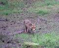 Archivbild: ge
Wenn ein Fuchs in seiner natürlichen Umgebung auffällige Verhaltensweisen zeigt, kann er krank sein und zum Beispiel Staupe haben.