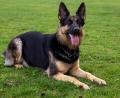 Bild: Stefan Puchner/dpa
Weniger folgsam: Ein aggressiver Hund hat einen 65-Jährigen schwer an der Hand verletzt. (Symbolfoto)