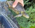 Bild: Stadt Eschenbach
Am Rußweiher in Eschenbach ist eine Schildkröte gefunden worden. Es ist eine Europäische Sumpfschildkröte. Höchstwahrscheinlich hatte jemand das Tier ausgesetzt.