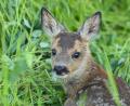 Bild: Patrick Pleul
Erst wenige Wochen alte Rehkitze leben auf den Feldern gefährlich. Steht die Grünfuttermahd an, geraten die Tiere leicht in das Mähwerk großer Landmaschinen und sterben qualvoll. Damit das nicht passiert, müssen sie vorher gefunden werden.