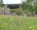 Bild: Eva Gröninger
Der Aktionstag im Freilandmuseum Oberpfalz lässt die Besucher Wiese, Wald und Wildnis erleben.