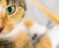 Bild: Julian Stratenschulte/dpa
Eine der Katzen starb in der Brandwohnung. (Symbolbild)
