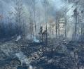 Bild: KBM Christian Demleitner, Kreisbrandinspektion NEW
Ein Waldbrand zwischen Etzgersrieth und Wildstein hat am Freitag, 29. Mai, 10.000 Quadratmeter erfasst. Die Feuerwehr war ab circa 17 Uhr im Einsatz, die Nachlöscharbeiten dauerten bis tief in die Nacht.
