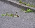 Bild: Pia Bayer/dpa
In Bayreuth rückten die Einsatzkräfte wegen des Unwetters mehrfach aus. (Symbolbild)