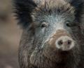 Symbolbild: Lino Mirgeler/dpa
Ein Wildschwein hat in Nürnberg einen Polizeieinsatz ausgelöst.