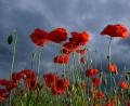 Bild: Patrick Pleul/dpa
Ein dicht bewachsenes Feld voller leuchtend rotem Klatschmohn blüht in Ostbrandenburg vor einer herannahenden Gewitterfront.