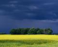 Bild: Robert Michael/dpa
Dunkle Wolken ziehen über ein Rapsfeld nahe Lomske in der sächsischen Oberlausitz.