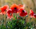 Bild: A4366 Sven Hoppe/dpa
Schauer sind Wochenendausflüglern in der Regel nicht willkommen, doch Mohn- und anderen Blumen bekommt der  Regen gut. (Symbolbild)