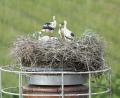 Bild: Reinhold Schulz 
Vier Jungvögel bevölkern das Pleysteiner Storchennest. Der Schornstein auf der ehemaligen Molkerei ist seit 2008 ein Brutplatz.