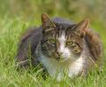 Bild: Edith Albuschat - stock.adobe.com
Nicht jede Katze, die in einem fremden Garten auftaucht, ist ein Streuner.