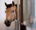 Symbolbild: Sven Hoppe/dpa
Ein Pferd schaut aus einer Box (Symbolbild). Zwei Geschwister sind vom Schwandorfer Jugendgericht zu Geldstrafen verurteilt worden, weil sie sich nicht ausreichend um 29 Pferde gekümmert haben. Gegen das Urteil haben Verteidigung und Staatsanwaltschaft Rechtsmittel eingelegt.