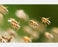 Bild: Silas Stein/dpa
Bienenalarm an einem italienischen Strand. (Symbolbild)