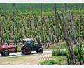 Archivbild: Sven Hoppe/dpa
Ein bayerischer Hopfenpflanzer bei der Arbeit.