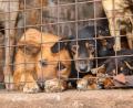 Bild: Handout / Berlin/Animal Welfare Alliance Uganda/dpa
Für inszenierte Rettungsaktionen werden Tiere oft absichtlich misshandelt.