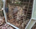 Bild: Struck/LRA Bamberg/dpa
Auch wenn es zunächst so wirkt - das sind keine kleinen Hauskatzen. Sondern Wildkatzen.