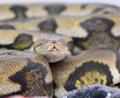 Symbolbild: Felix Hörhager/dpa
Netzpythons gehören zu den größten Schlangenarten der Welt.