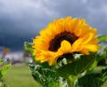Bild: Uwe Anspach/dpa
Wie wird das Wetter in der kommenden Woche? (Archivbild)