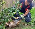 Bild: -/Berufsfeuerwehr München/dpa
Die Einsatzkräfte helfen dem in Not geratenen Fuchs.