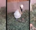 Bild: Dieter Brandl
Dieses Bild entstand drei Tage nach der Rettung des Jungstorches. Um den verletzten Flügel trug der Vogel einen Verband.