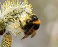 Bild: Jann  Wübbenhorst  
Eine Gartenhummel an einer Weide. Der Bund Naturschutz möchte mehr über das Verhalten der Bestäuber wissen und hofft auf Hilfe aus der Bevölkerung.